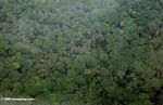 Aerial view of Gabonese rainforest canopy