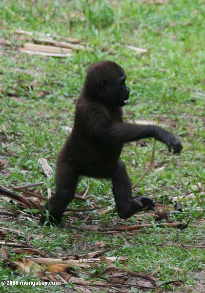 Junger männlicher Gorilla laufende