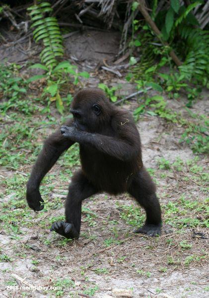 Tanzende Gorilla