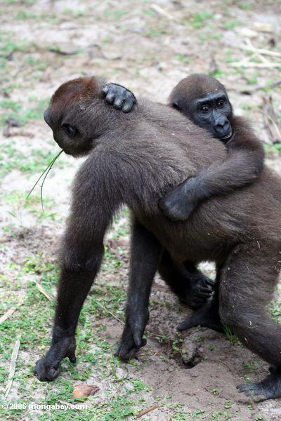 Zwei junge Gorillas, die Evengue-Gorillas
