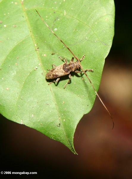 Käfer mit langer Antenne