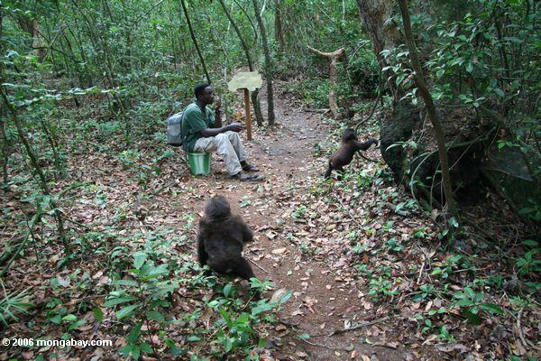 Unterrichtende junge Gorillas Waldfähigkeiten