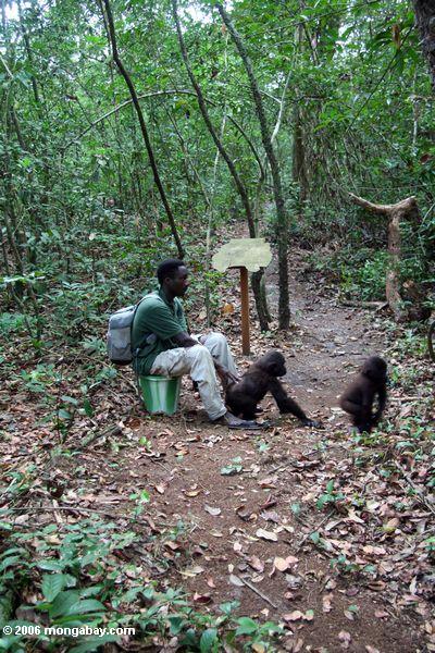 Verwaiste Gorillas des Gorillatrainers Portion erlernen Waldfähigkeiten