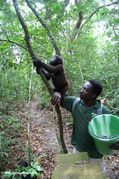 Die Gorillazufuhr, die einem Gorilla Orphan hilft, erlernen Waldfähigkeiten
