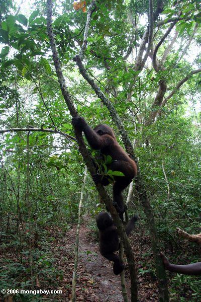 Helfender Gorilla der Gorillazufuhr verwaist erlernen Waldfähigkeiten