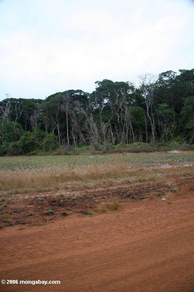 Straßenrandwaldäußerer Loango Nationalpark in Gabun