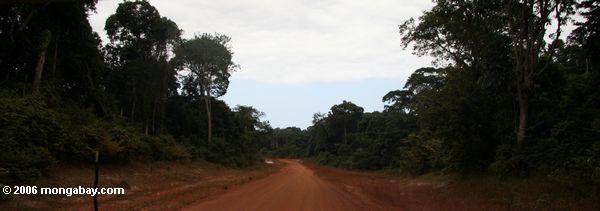 Straße im rainforest von Gabun