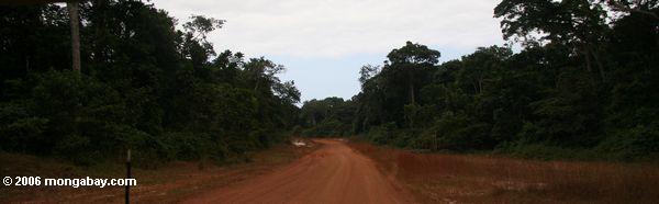 Straße im rainforest von Gabun