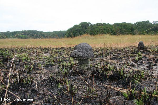 Termitenester, die aufgetauchte gefolgte Savanne haben, Evengue-Loango