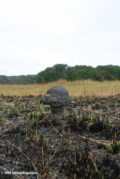 Pilz-geformtes terminte Nest in einer gebrannten Savannelandschaft
