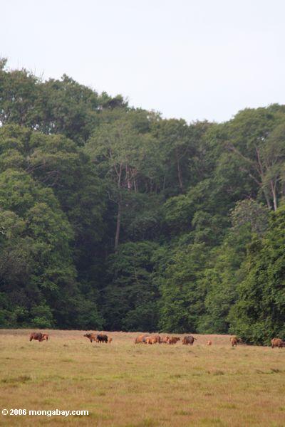 Herde des afrikanischen Waldbüffels (Syncerus caffer caffer) einziehend auf Savannegras