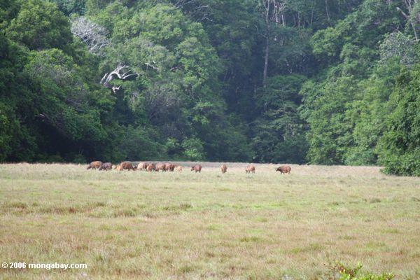 サバンナの森林水牛摂食草