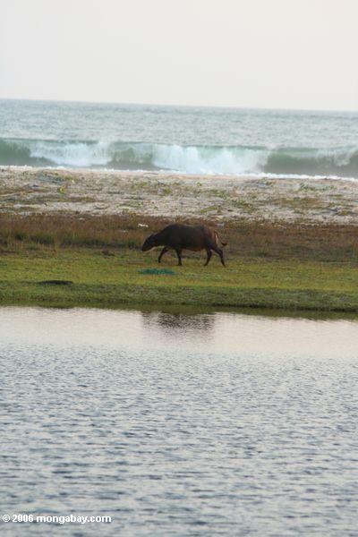 Afrikanischer Büffel, der auf einen Strand mit den Wellen einlaufen den Hintergrund Tassi