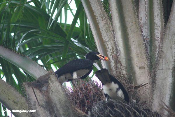 Os hornbills tranqüilos que alimentam na palma alaranjada frutific em Gabon