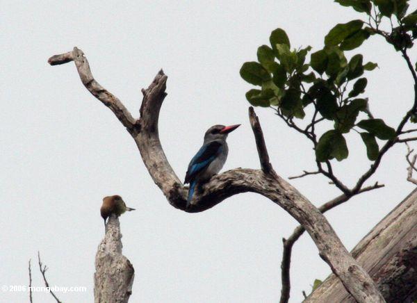 Kingfisher Azul-breasted (malimbica Halcyon do malimbica)