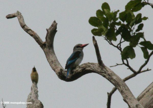 Blaues-breasted kingfisher (Halcyon malimbica malimbica)