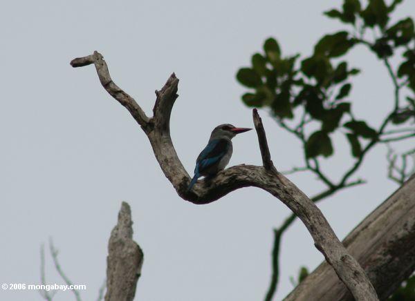 Blaues-breasted kingfisher (Halcyon malimbica malimbica)