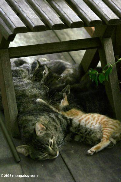 Kittens, die auf Mutterkatze Akaka