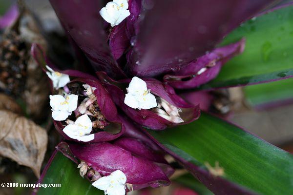 Weiße Blumen auf purpurrotem bromeliad