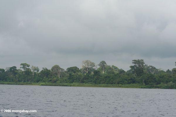 Regenwaldumgebende Lagune Gabun