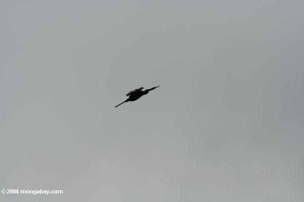 Leiten von Hornbill im Flug und durch das Himmel Akaka
