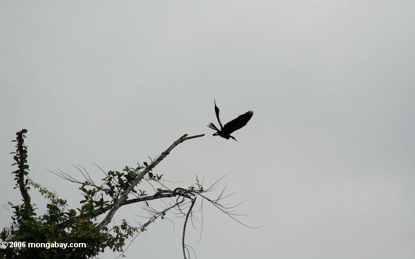 Afrikanisches darter (Anhinga rufa) Flug Akaka