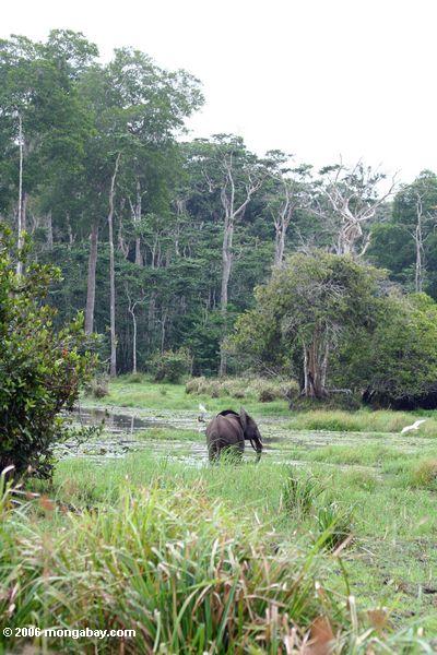 Afrikanischer Waldelefant (Loxodonta africana cyclotis) im Sumpf