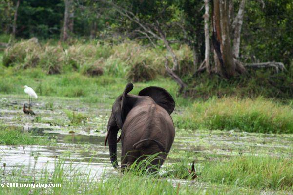 Waldelefant in einem swampy Bereich Gabun
