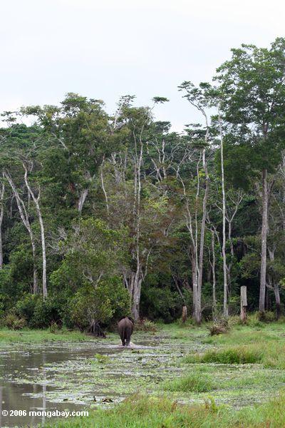 Waldelefantüberschrift in Richtung zum Dschungel im Loango Nationalpark