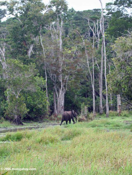 雨にアフリカゾウの森（アフリカゾウ属アフリカcyclotis ）から湿地見出しの森