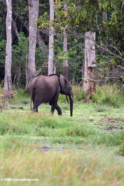 Afrikanischer Waldelefant (Loxodonta africana cyclotis) im Sumpf im Loango Nationalpark