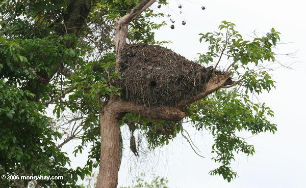 hamerkop （ scopus umbretta ）の巣