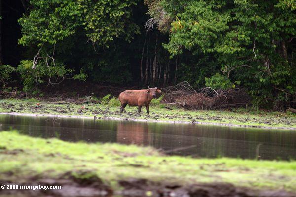 Afrikanischer Waldbüffel (Syncerus caffer nanus) auf Waldrand
