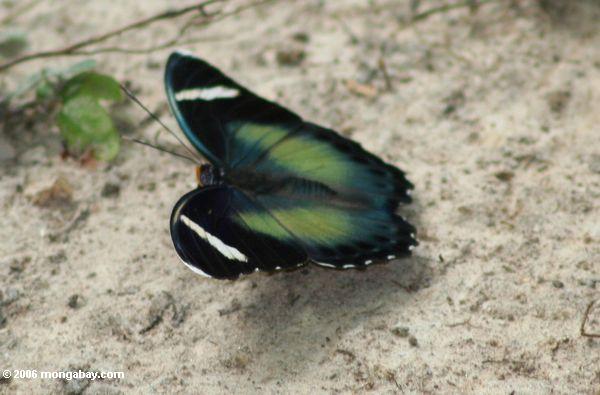 Blaues und grünes Schmetterling
