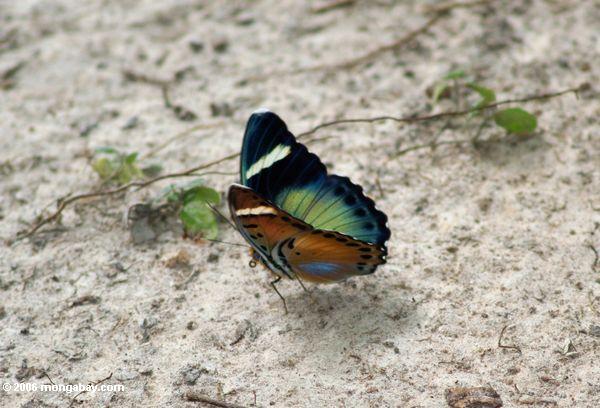 Blaues und grünes Schmetterling (Seitenansicht)