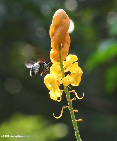 Honigbiene, die sich vorbereitet, auf gelbem Blume Akaka