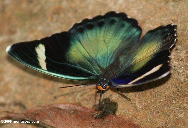 Schwarzes, Bronze, Grün und blauer Schmetterling, der auf den Vogel fällt auf das Waldfußboden Akaka