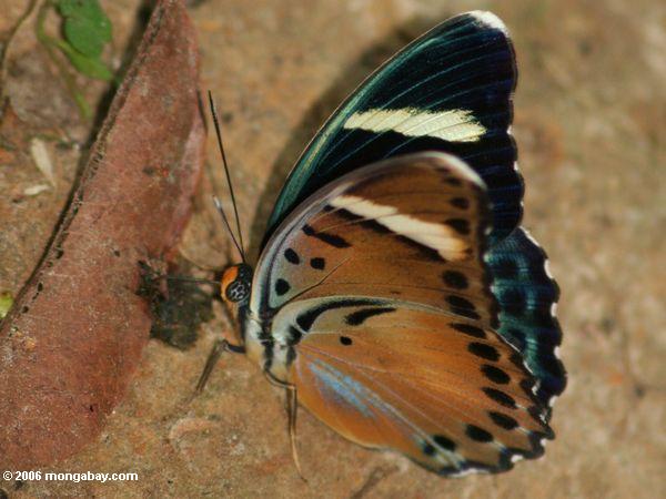 Schwarzes, Bronze, Grün und blauer Schmetterling, der auf den Vogel fällt auf Waldfußboden Akaka