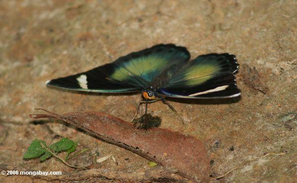 Schwarzes, Bronze, Grün und blauer Schmetterling, der auf Vogel dung auf Waldfußboden Akaka