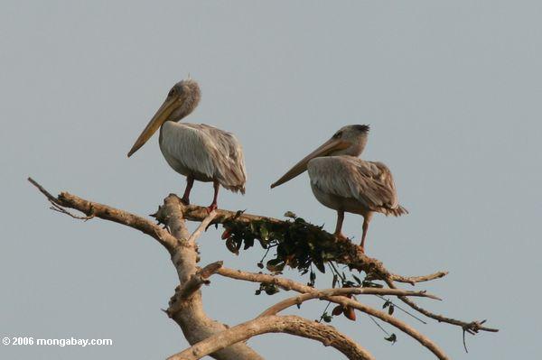 пеликаны на вершине дерева