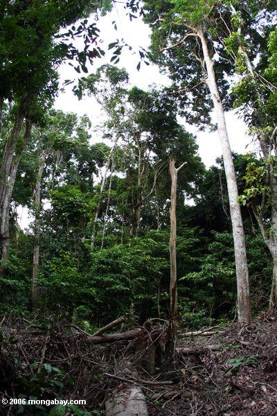 Die niedergeworfenen Bäume, die durch Waldelefanten Akaka