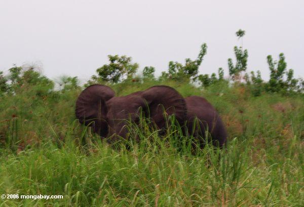 лесной слон пытается спрятаться в некоторых трав