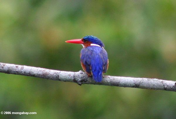 Malachit Kingfisher (Alcedo cristata)