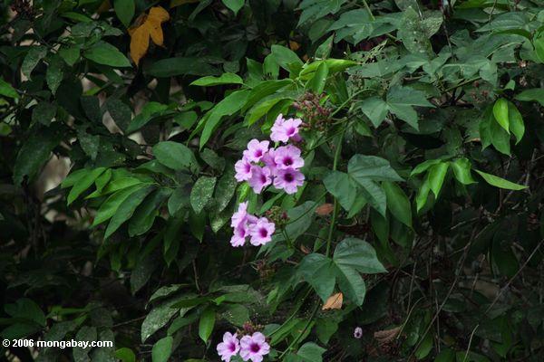 朝顔の花は、ガボンの熱帯雨林で成長する