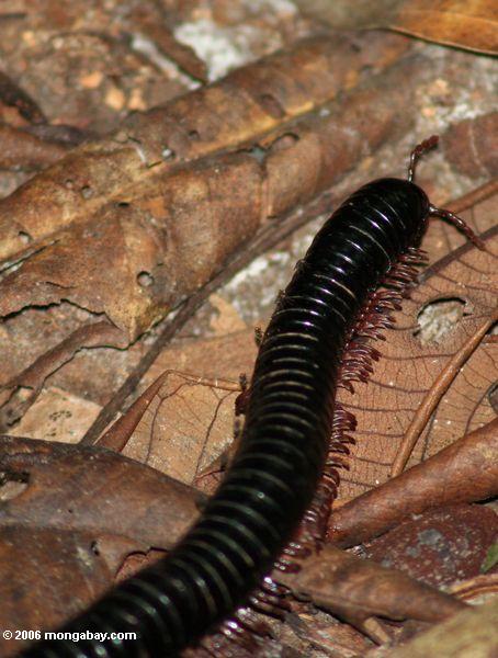 Milipede preto que rasteja através da maca da ligação em Gabon o mais rainforest