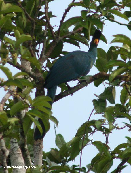 большое синее turaco (corythaeola cristata) расположенный в дереве