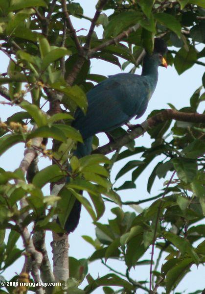 большое синее turaco (corythaeola cristata) расположенный в дереве