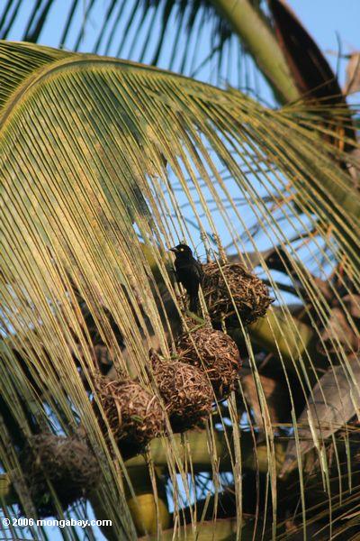 Weaver preto de Vieillot (nigerrimus do nigerrimus de Ploceus) que trabalha em um ninho que pertencesse uma vez a um weaver da vila (o subpersonatus do P.)