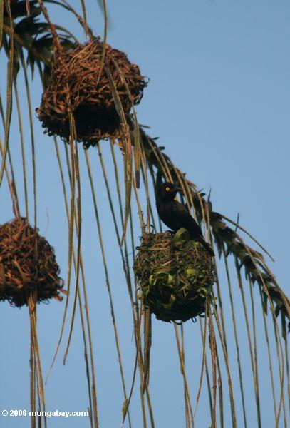 Weaver preto de Vieillot (nigerrimus do nigerrimus de Ploceus) que trabalha em um ninho