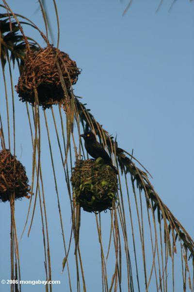 vieillot черного ткача (ploceus nigerrimus nigerrimus), работающих на гнезде